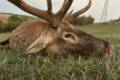 Red stag hunt in North - Hungary