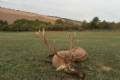 Red stag hunt in North - Hungary