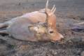 Roe buck hunting in East - Hungary