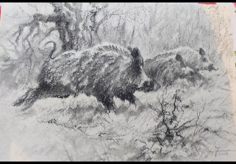 Driven hunt in Forestry area