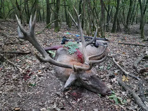 Bow hunt in North - Hungary (fenced area)