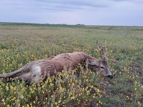 Roe buck hunting in Szolnok county