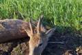 Roe buck hunting in Szolnok county