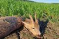 Roe buck hunting in Szolnok county