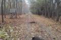 Driven hunt in Forestry area