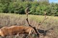 Red stag hunting in Middle - Hungary (Forestry area)