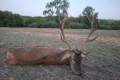 Red stag hunting in Middle - Hungary (Forestry area)