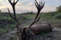 Red stag hunting in Middle - Hungary (Forestry area)