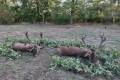 Red stag hunting in Middle - Hungary (Forestry area)