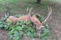Red stag hunt in North - Hungary