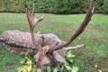 Fallow buck hunting in Bockerek