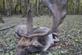 Fallow buck hunting in Bockerek