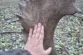 Fallow buck hunting in Bockerek