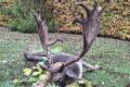 Fallow buck hunting in Bockerek