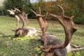 Fallow buck hunting in Bockerek
