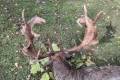 Fallow buck hunting in Bockerek
