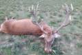 Red stag hunt in North - Hungary