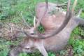 Red stag hunt in North - Hungary