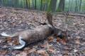 Fallow buck package offer in West-Hungary (National forestry)