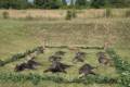 Bowhunting in South - Hungary (fenced area)