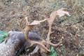 Fallow buck hunt in West - Hungary