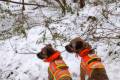 Driven hunt in Forestry area