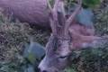 Roe buck hunting in Szolnok county