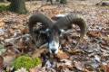 Mouflon ram hunting in North - Hungary (Forestry area)