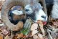 Mouflon ram hunting in North - Hungary (Forestry area)