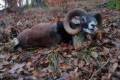 Mouflon ram hunting in North - Hungary (Forestry area)