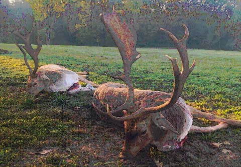 Abnorm fallow buck hunt in South - Hungary