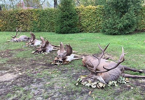 Fallow buck hunting in Bockerek
