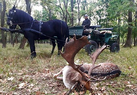Fallow buck hunting in South - Hungary (Bucks around 3,0 - 4,0 kg)