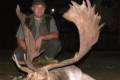 Fallow buck hunting in Bockerek