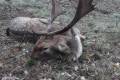 Fallow deer hunting near Budapest - Fallow bucks about 3,0 - 3,5 kg
