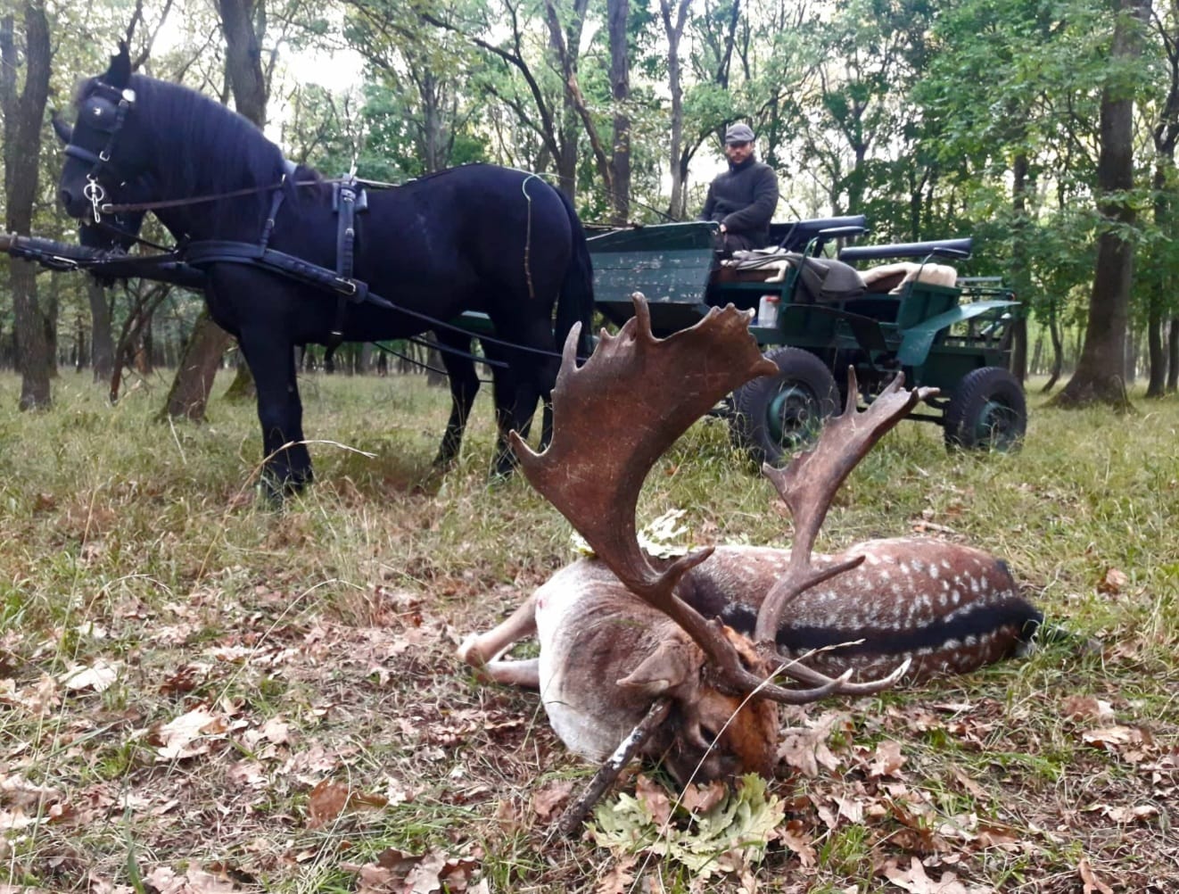 Fallow buck hunting in South - Hungary (Bucks around 3,0 - 4,0 kg)