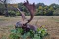 Fallow buck hunting in South - Hungary (Bucks around 3,0 - 4,0 kg)