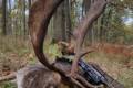 Fallow buck hunting in South - Hungary (Bucks around 3,0 - 4,0 kg)