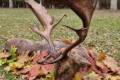 Fallow buck hunting in South - Hungary (Bucks around 3,0 - 4,0 kg)