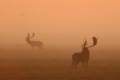 Fallow buck hunting in South - Hungary (Bucks around 3,0 - 4,0 kg)