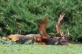 Fallow buck hunt in world famous Gúth