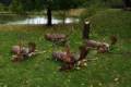 Fallow buck package in East - Hungary