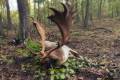 Fallow buck hunting in the world-famous Gyulaj hunting area – special offer period