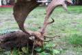 Fallow buck hunting in world famous Gyulaj