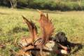 Fallow buck hunting in the world-famous Gyulaj hunting area – special offer period