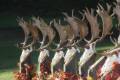 Fallow buck hunting in the world-famous Gyulaj hunting area – special offer period