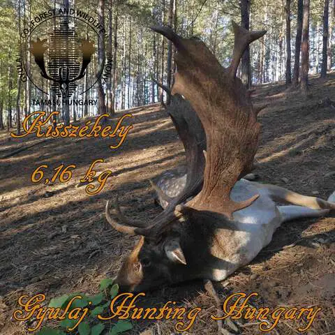 Fallow buck hunting in world famous Gyulaj