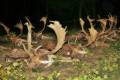 Fallow buck hunting in world famous Gyulaj