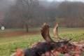 Fallow buck hunting in the world-famous Gyulaj hunting area – special offer period