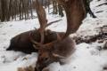 Fallow buck hunting in the world-famous Gyulaj hunting area – special offer period